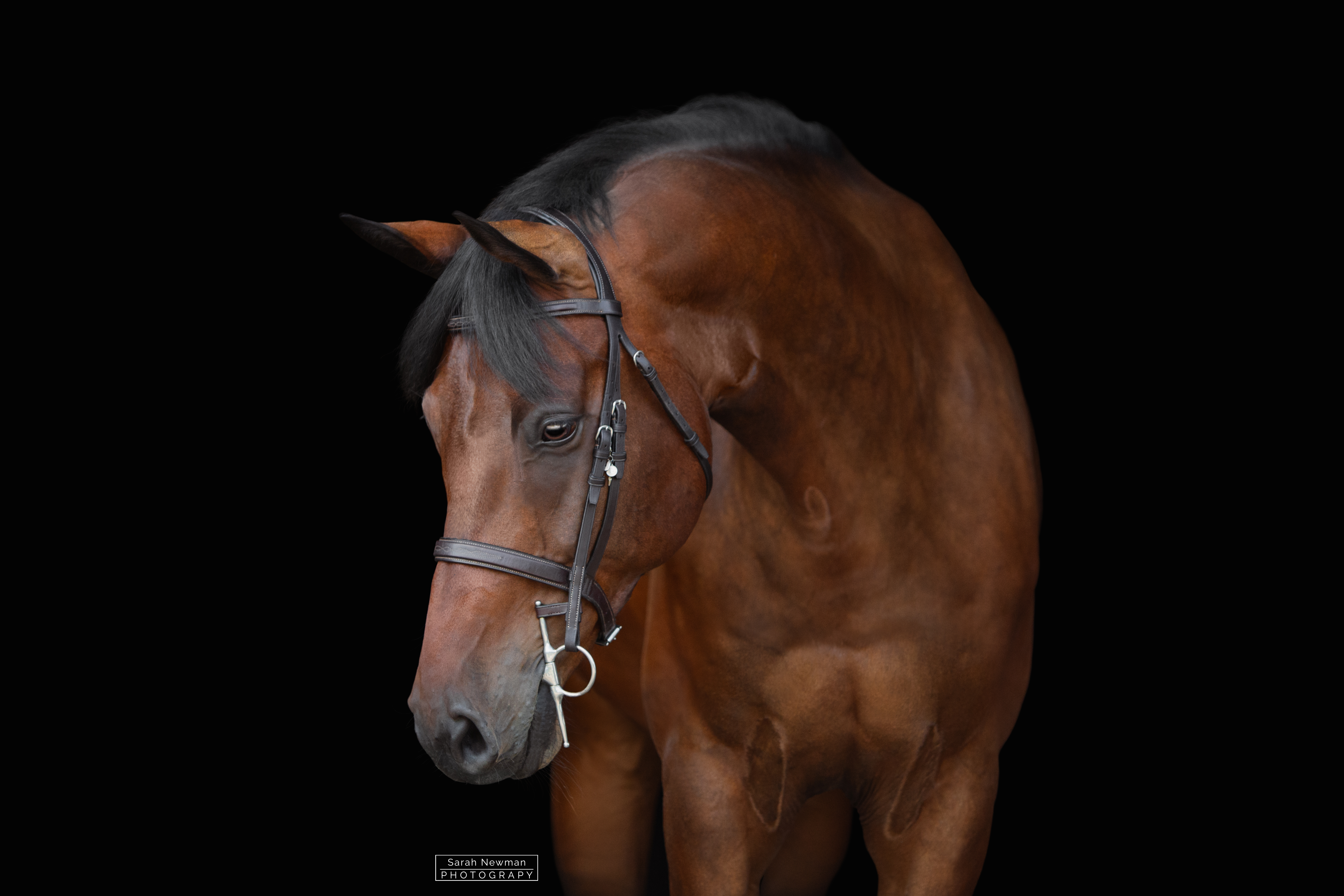 Sarah Newman Photography Frankie