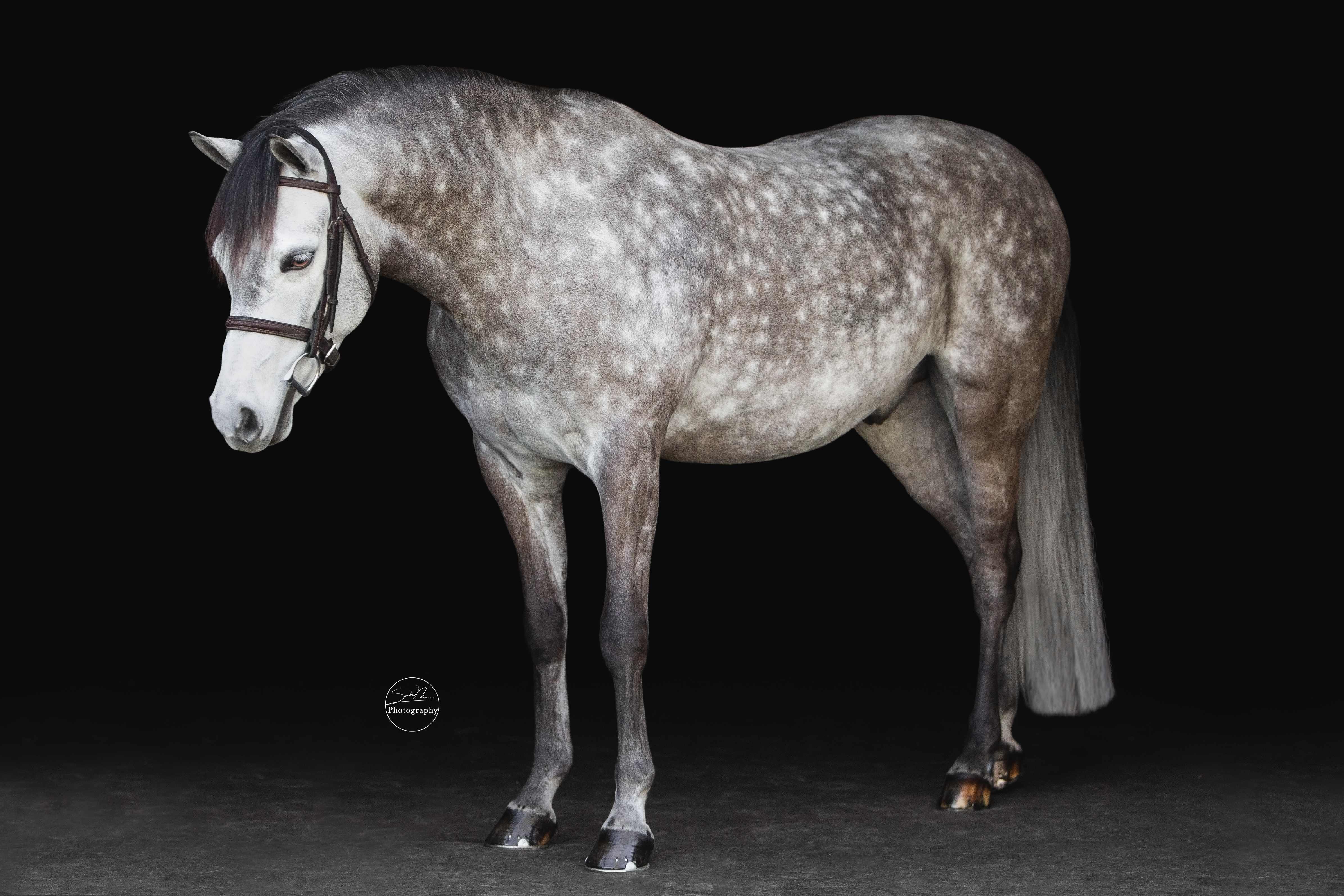 Sarah Newman Photography Lukas