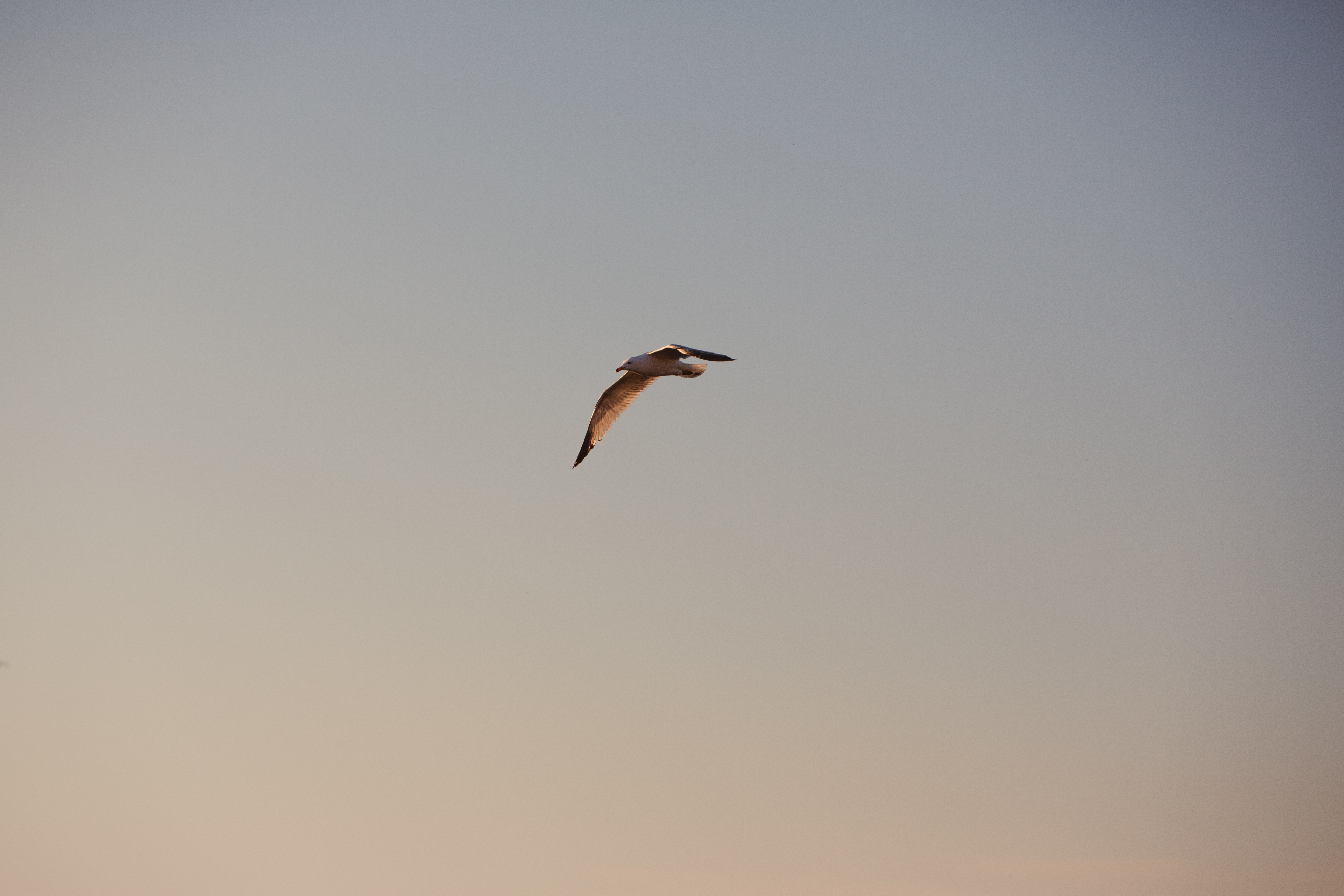 Photography case study