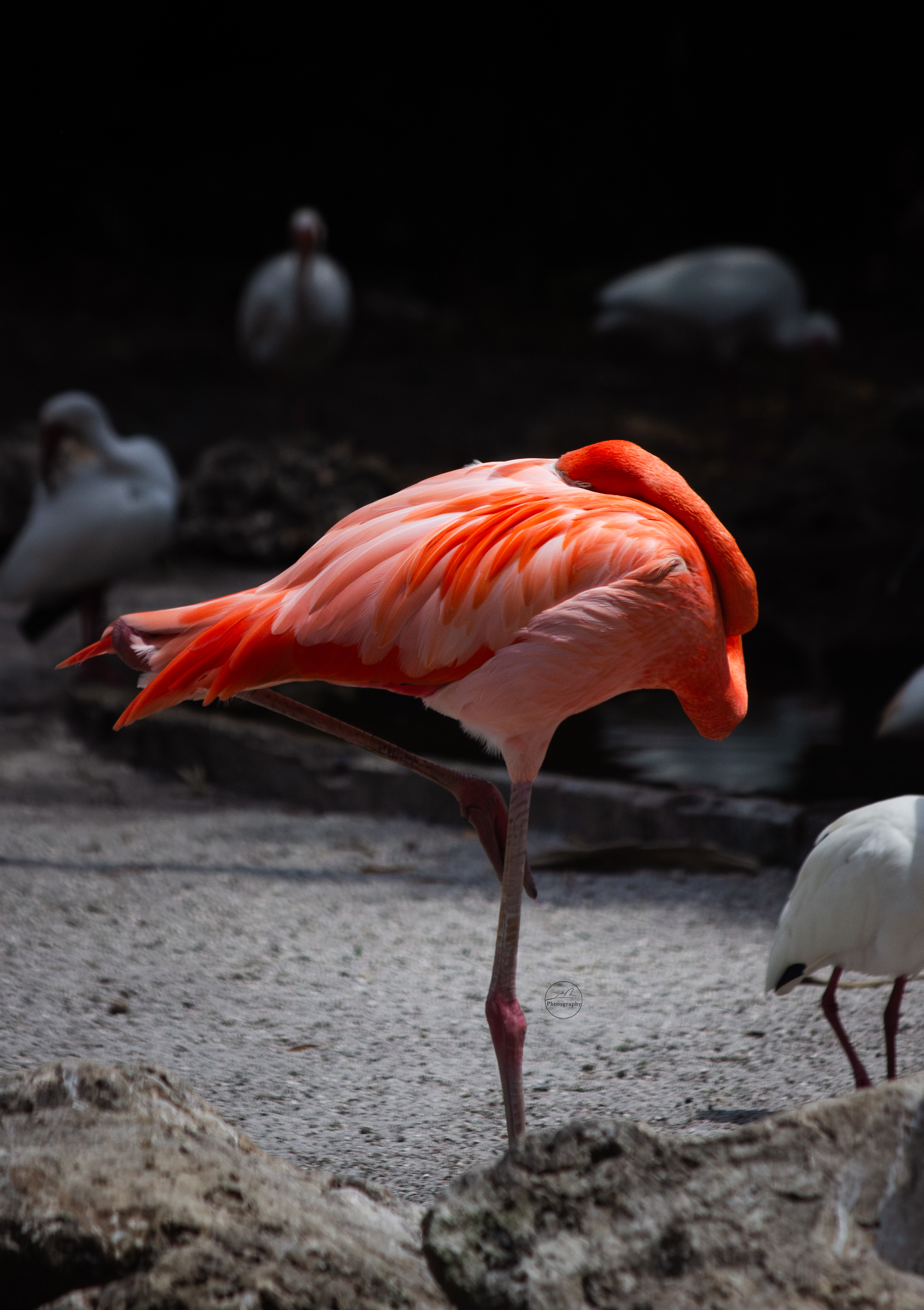 Sarah Newman Photography Flamingo
