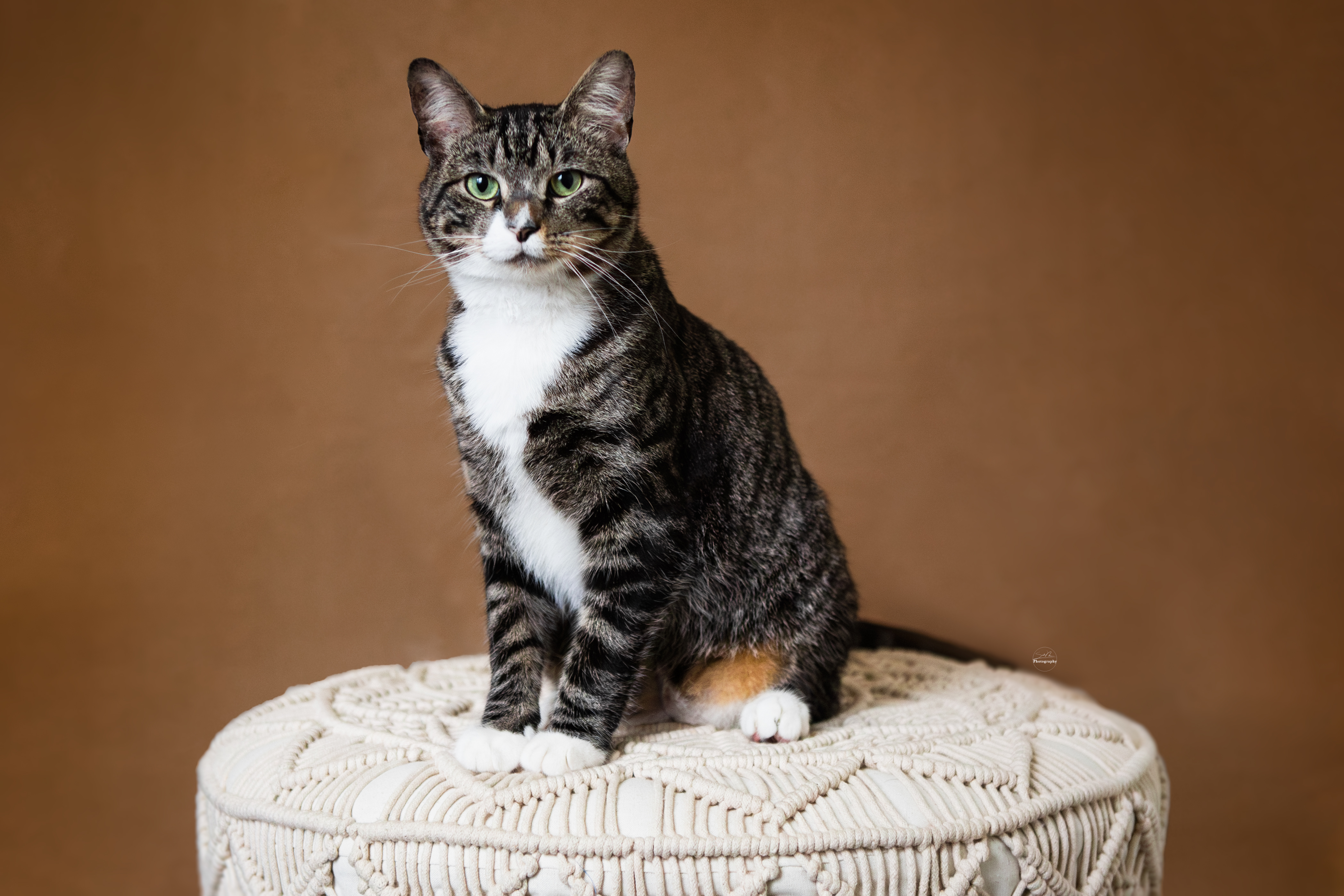 Sarah Newman Photography Cat