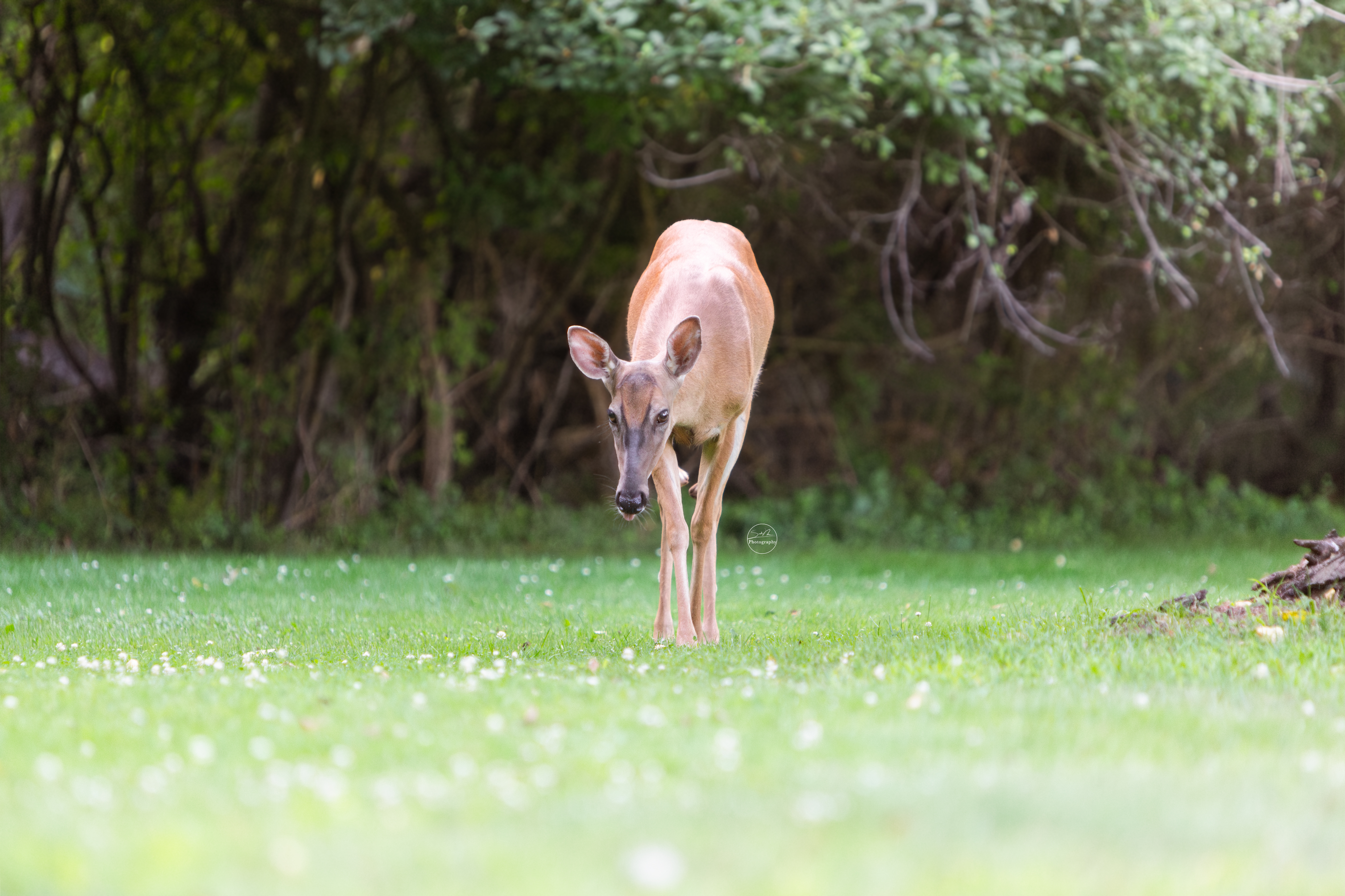 Deer