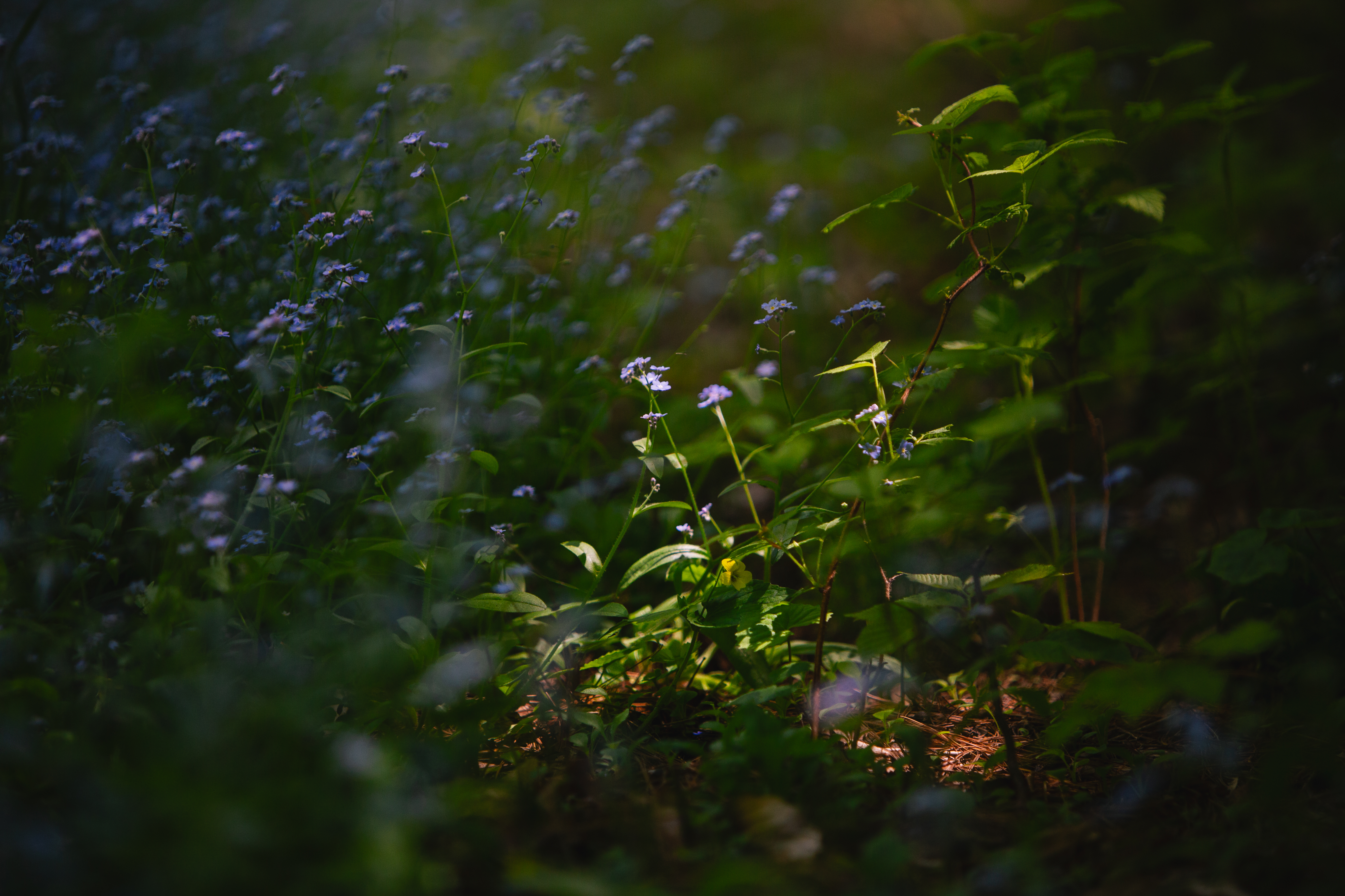 Sarah Newman Photography Flower1