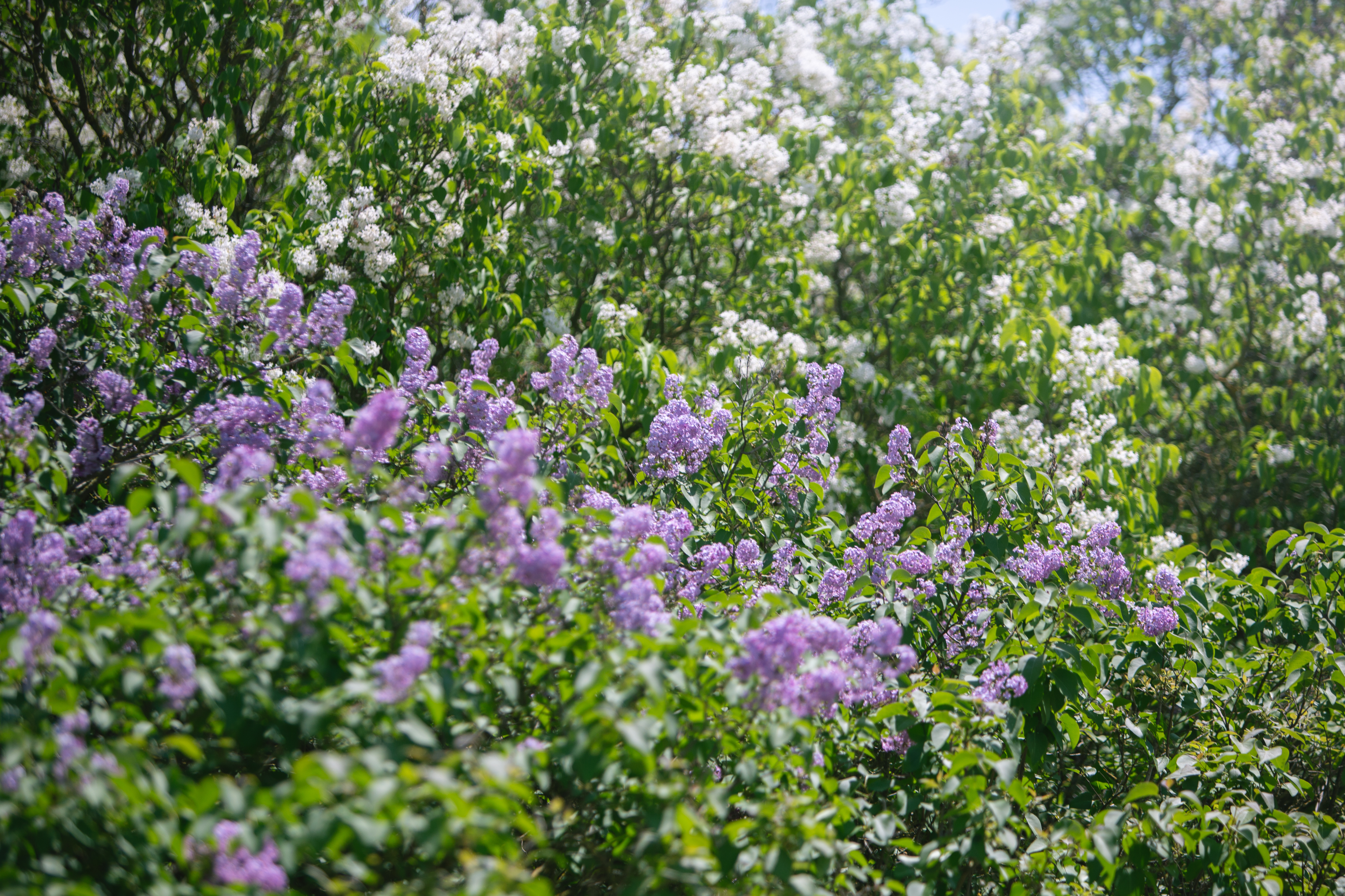 Sarah Newman Photography Flower3