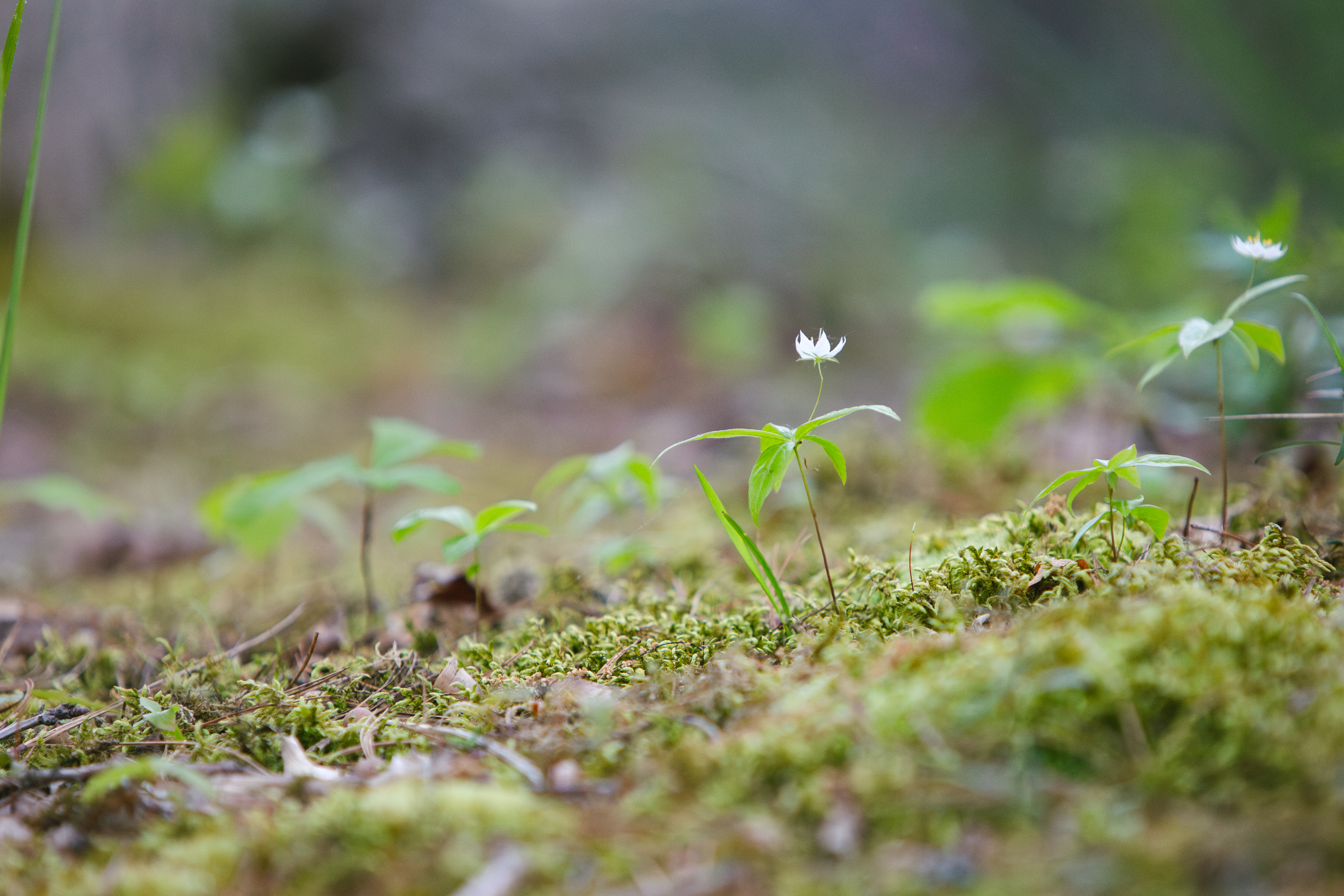 Sarah Newman Photography Flower5