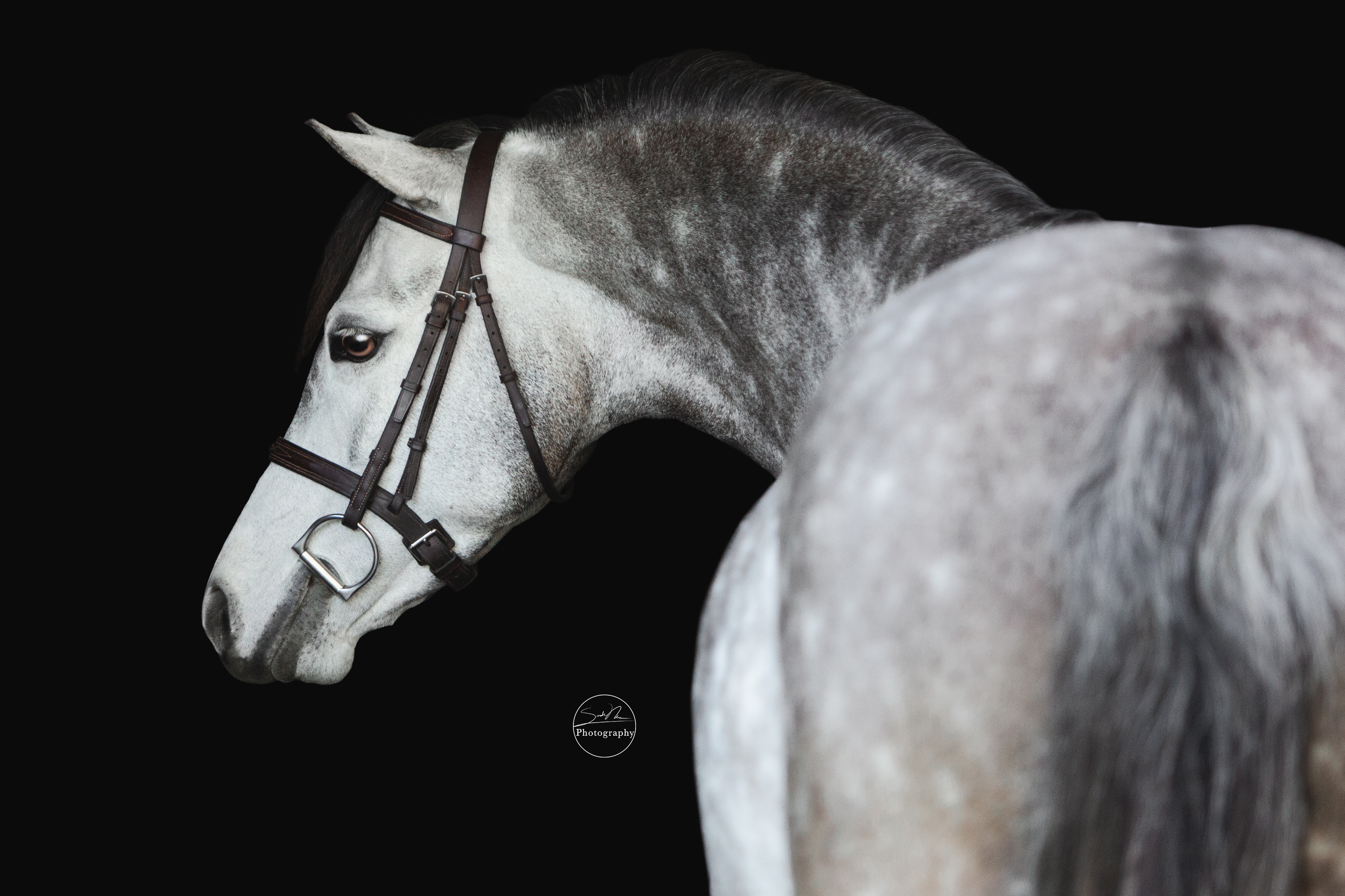 Sarah Newman Photography Lukas