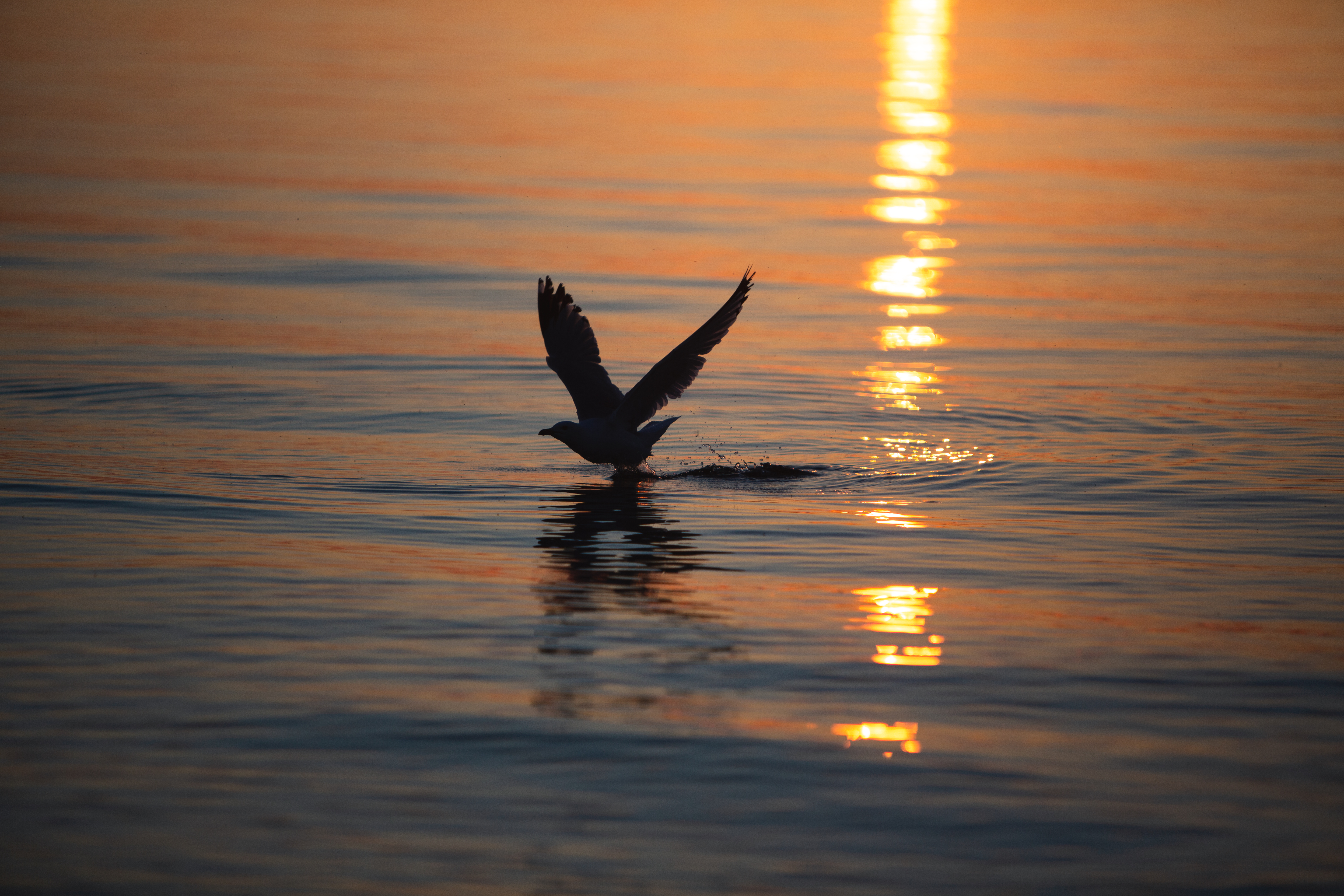 Sarah Newman Photography Seagle