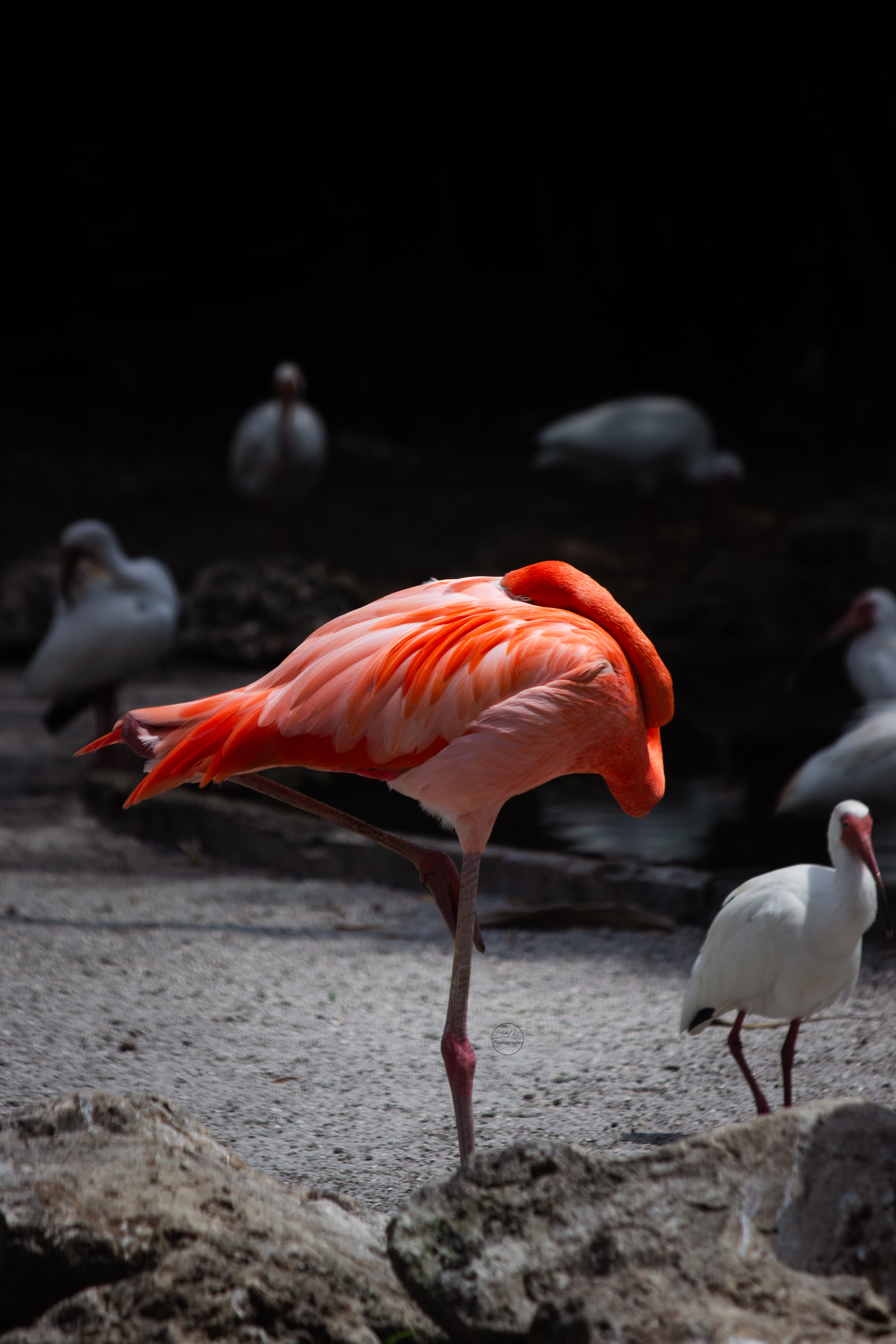 Sarah Newman Photography flamingo