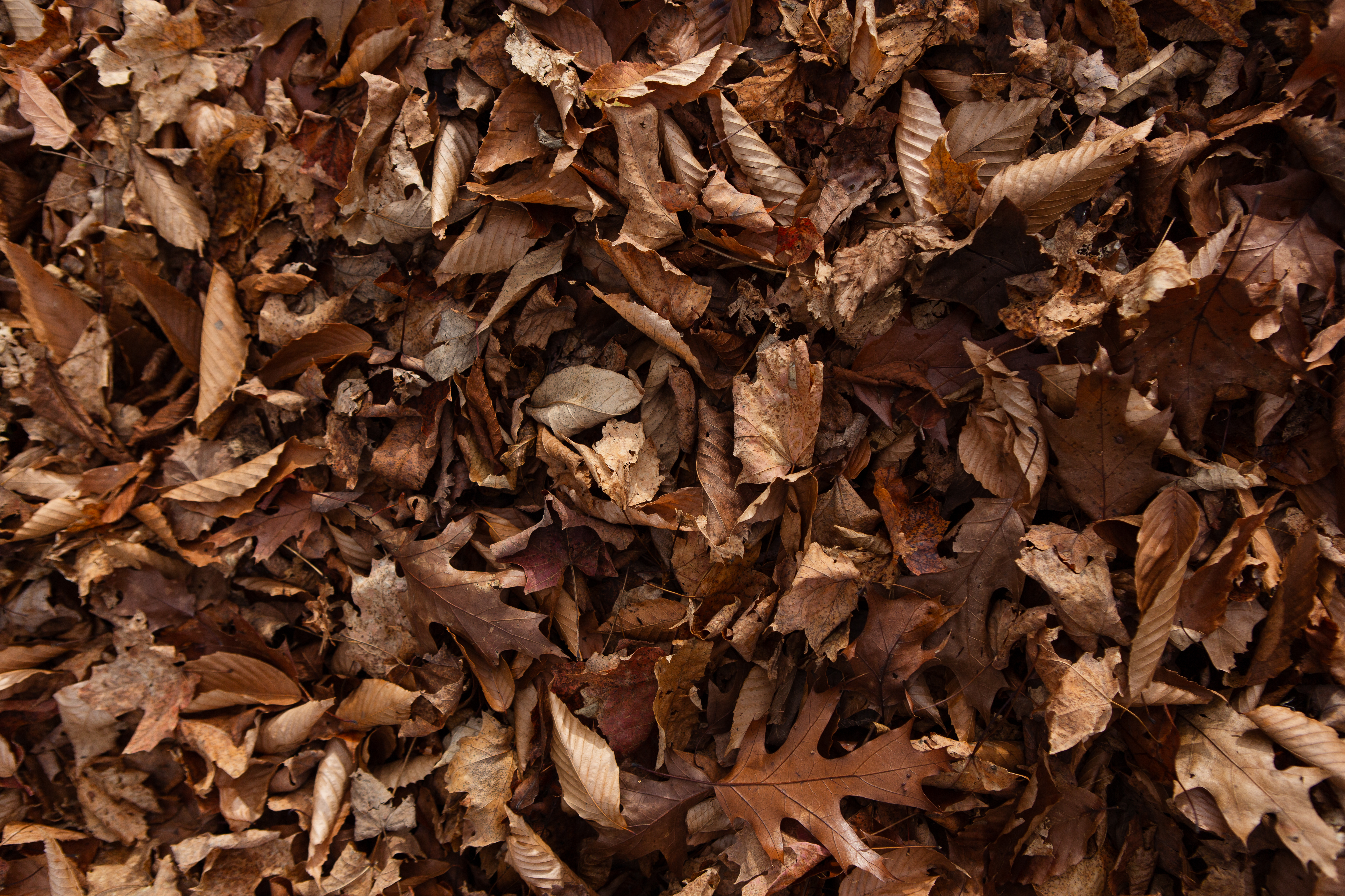 Sarah Newman Photography Leafs