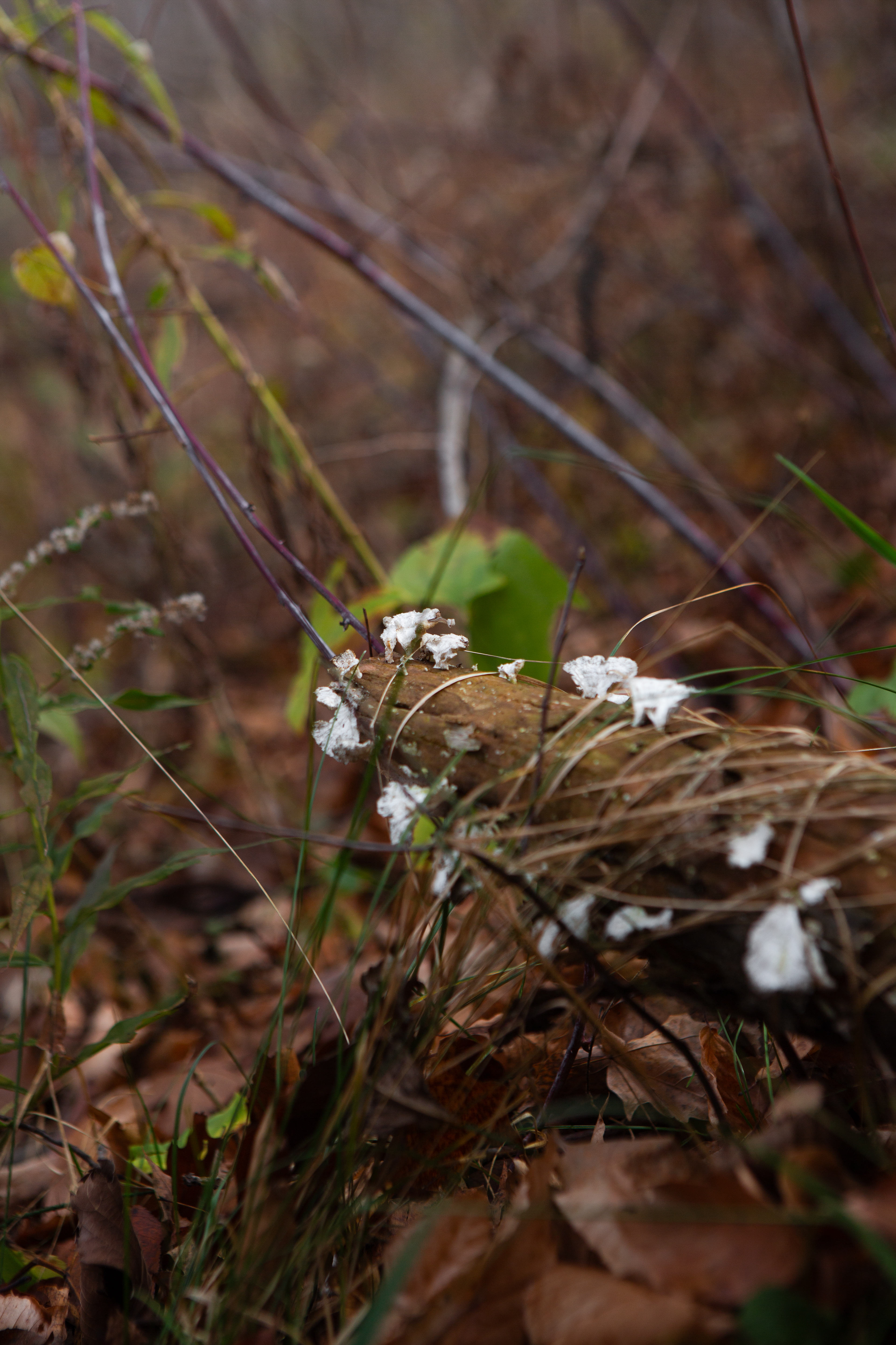 Sarah Newman Photography Mushroom